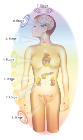 Die Energieetagen, Entsprechungen zu Organen und Farbfrequenzen